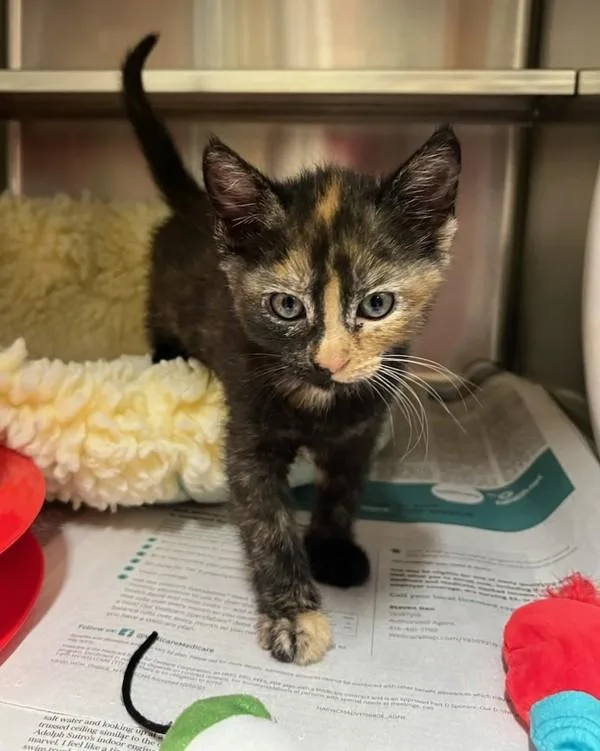 A baby small-sized female Domestic Short Hair cat named Chalupa for adoption in Novato, CA