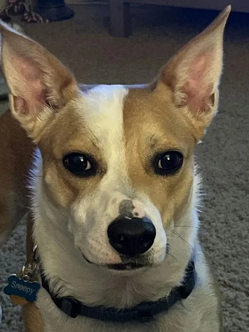 A young small-sized male Corgi dog named Snoopy for adoption in Caldwell, TX