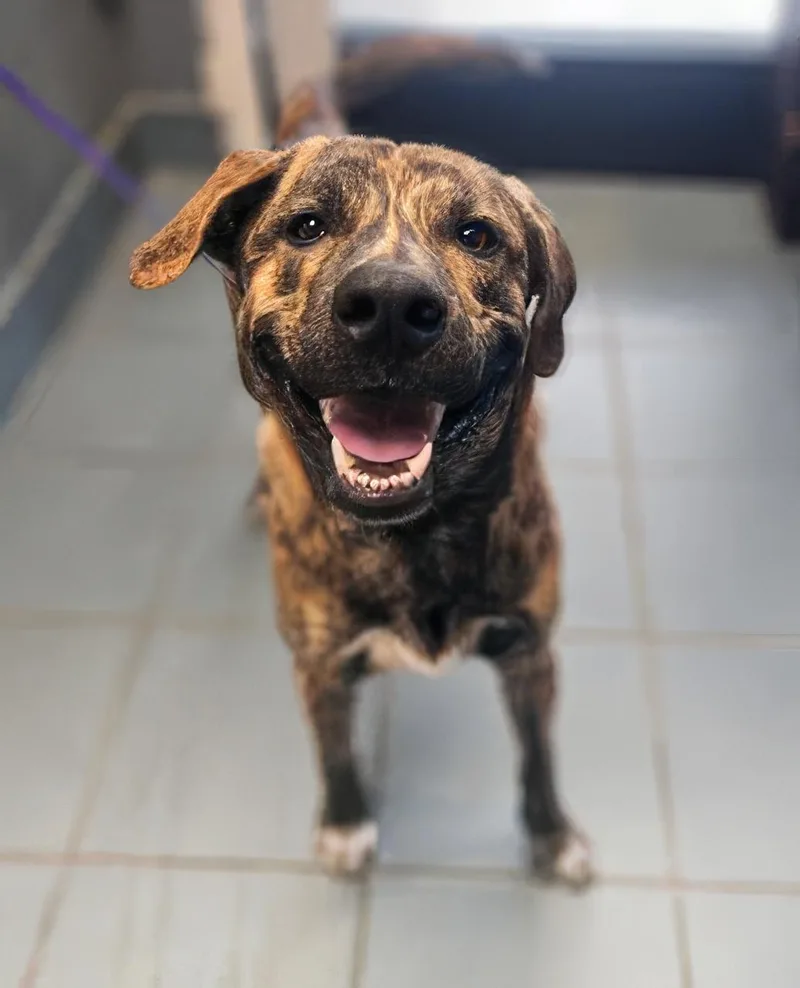 A young medium-sized male Brindle Mixed Breed dog named Guppy for adoption in Nashville, TN