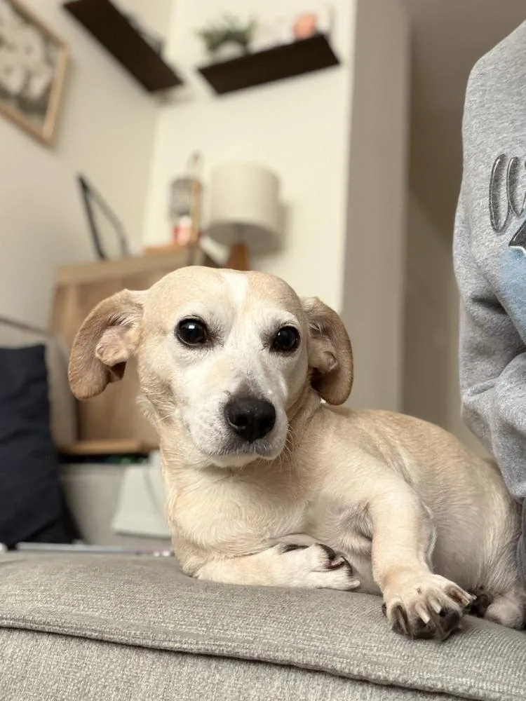 An adult small-sized male White / Cream Dachshund dog named Jairo for adoption in New York, NY