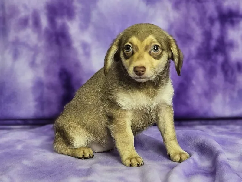 A baby small-sized female Yellow / Tan / Blond / Fawn Chiweenie dog named Beatrix for adoption in East Sparta, OH