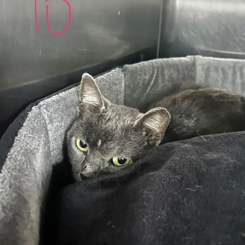 A young medium-sized female Gray / Blue / Silver Domestic Short Hair cat named Aradia for adoption in Spruce Pine, NC