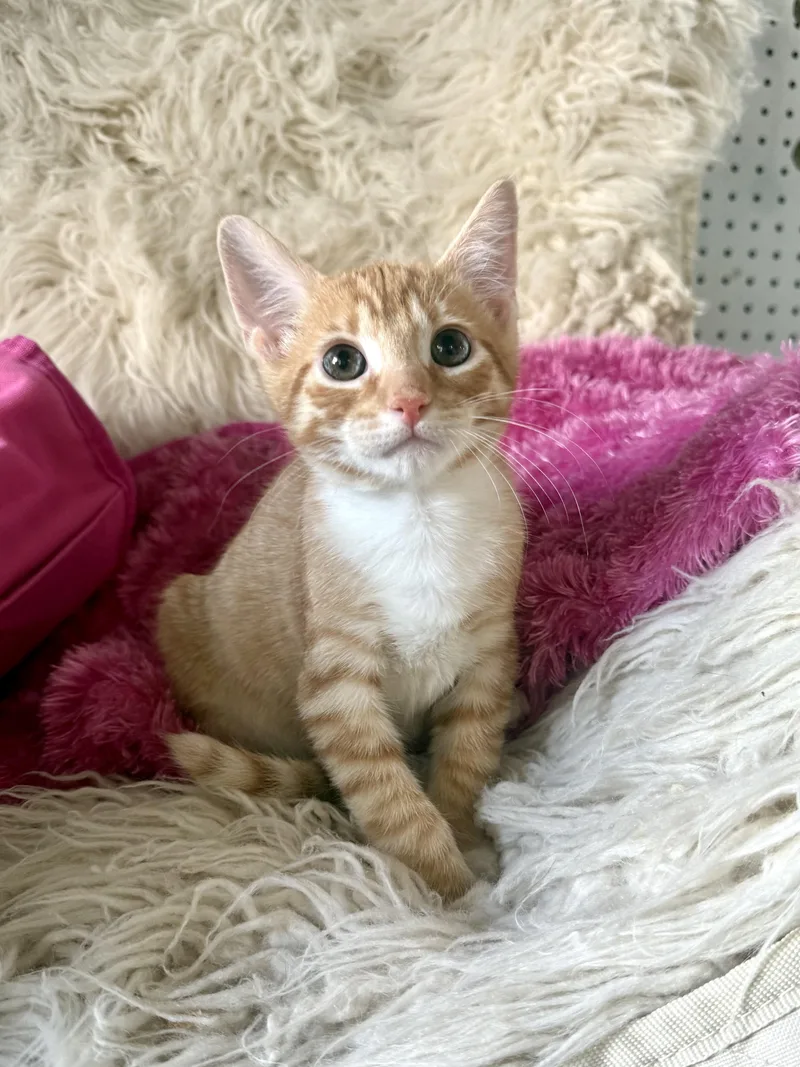 A baby medium-sized male Orange & White Domestic Short Hair cat named Kerfluffle for adoption in Jefferson, LA