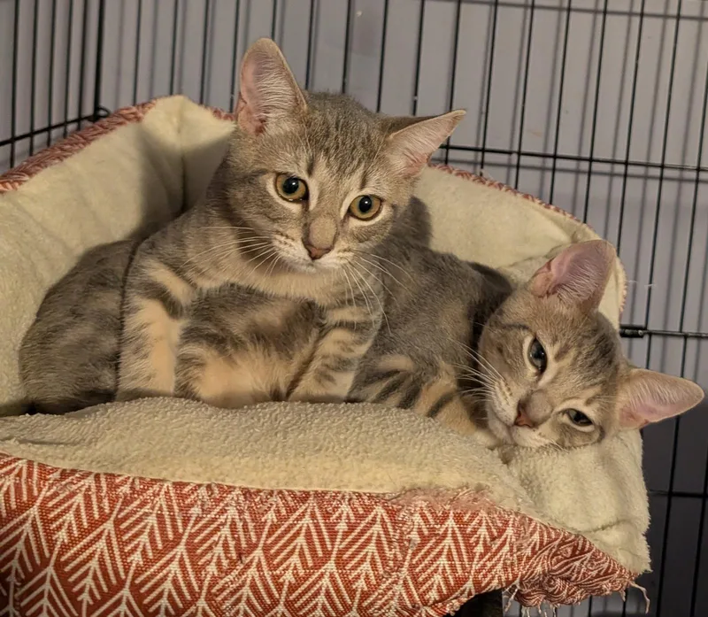 A young medium-sized female Domestic Short Hair cat named Mila for adoption in Pompano Beach, FL