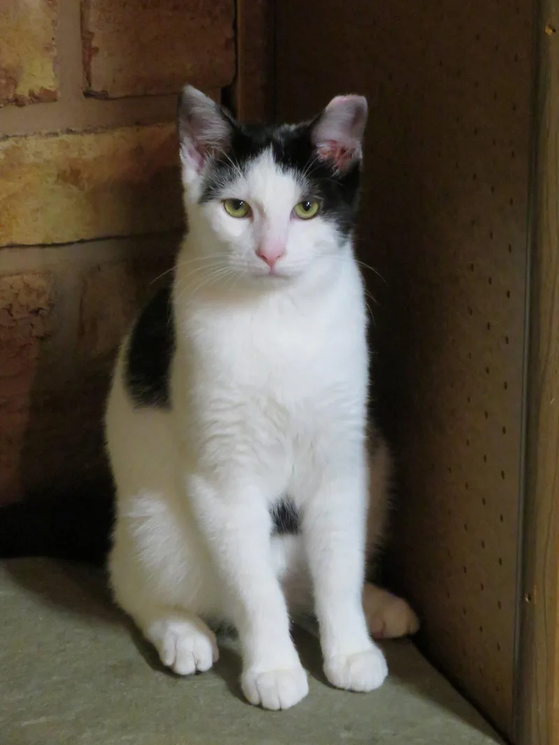 A baby medium-sized male Black & White / Tuxedo Domestic Short Hair cat named Rebel for adoption in Lancaster, PA