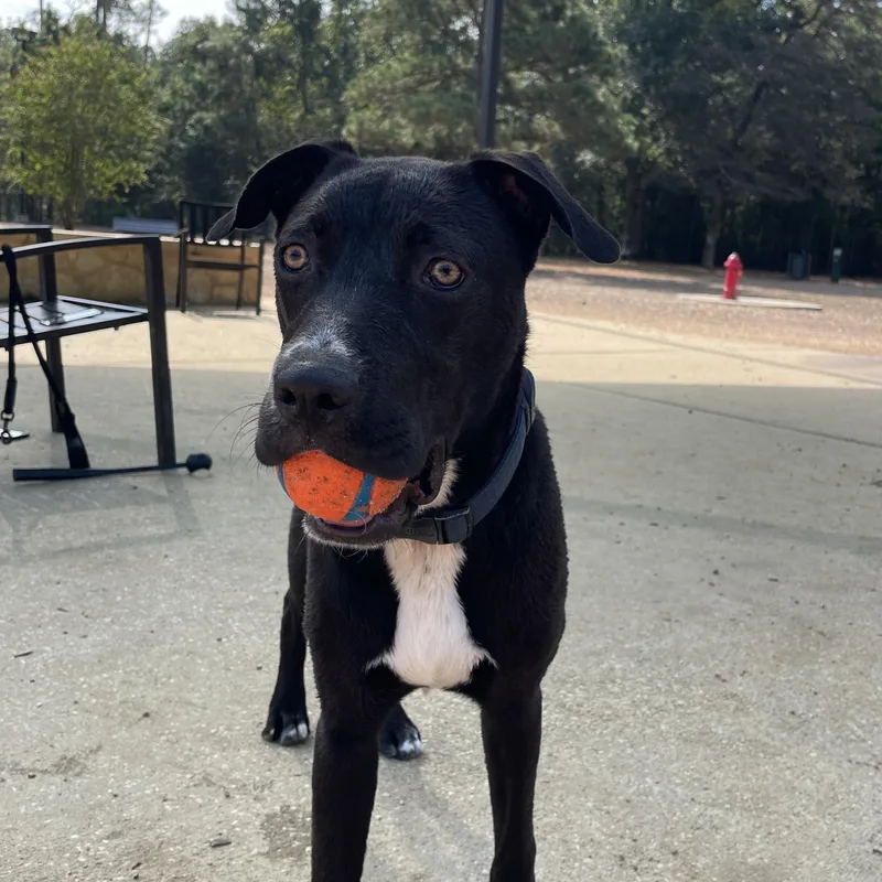 A young medium-sized male Labrador Retriever dog named Taco  Goofy  for adoption in Sugar Land, TX