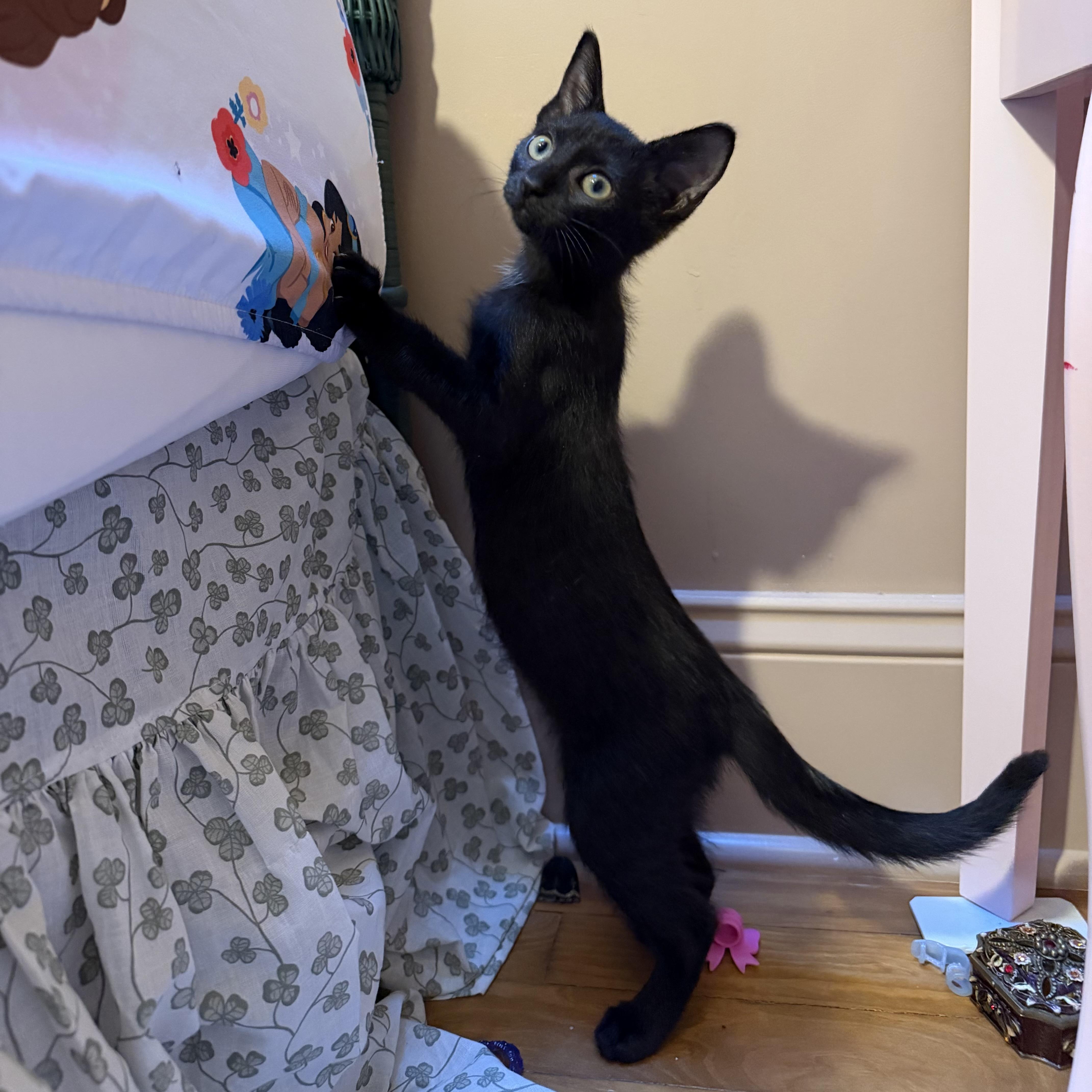 A baby medium-sized female Black Domestic Short Hair cat named Delphine for adoption in Brick, NJ