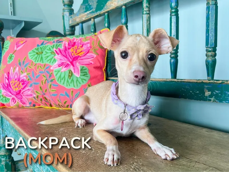 A baby small-sized female Apricot / Beige Chihuahua dog named Journal for adoption in San Antonio, TX