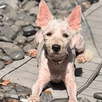 An adult small-sized female White / Cream Terrier dog named Blessing for adoption in Houston, TX