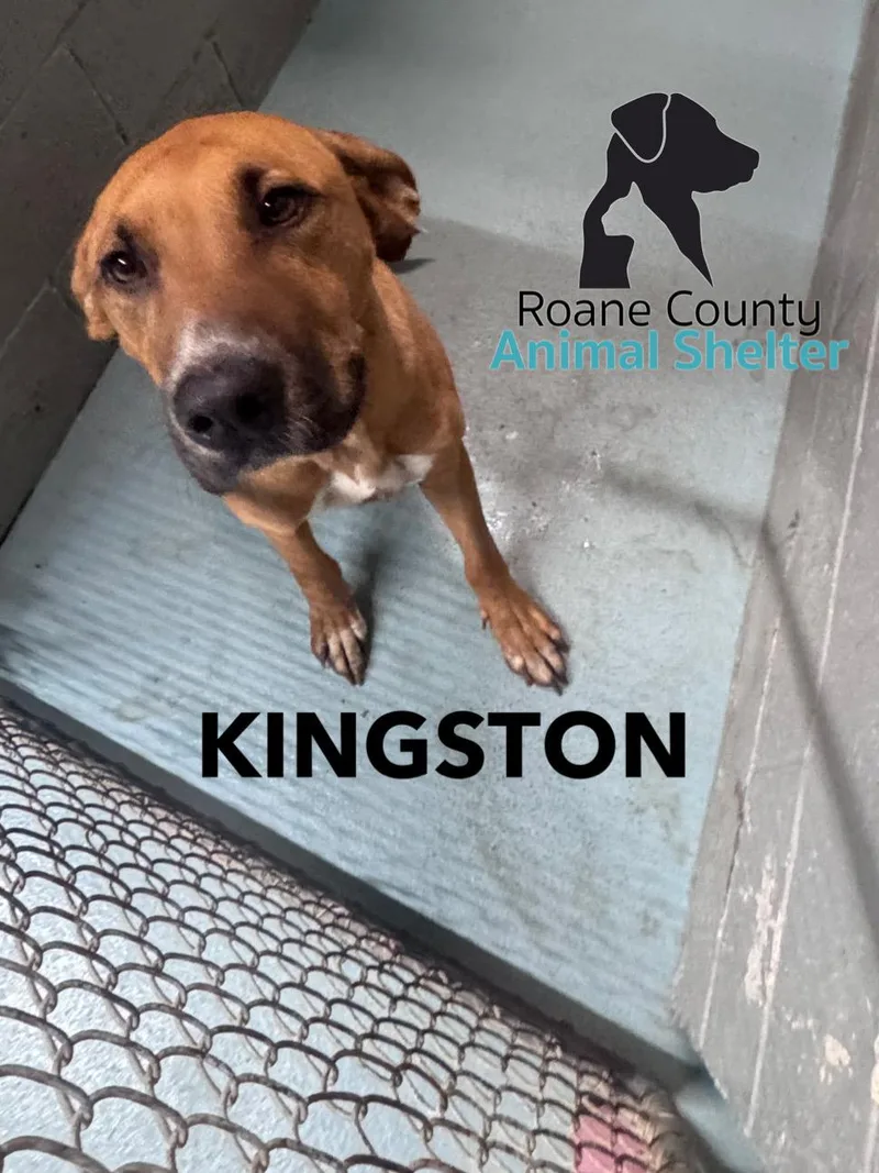 An adult medium-sized male Hound dog named Kingston for adoption in Rockwood, TN