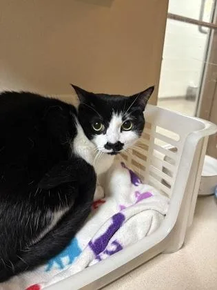 A young small-sized female Domestic Short Hair cat named A Bella for adoption in North Charleston, SC