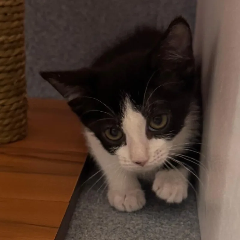 A baby small-sized female White Domestic Short Hair cat named Cheese for adoption in Bradenton, FL