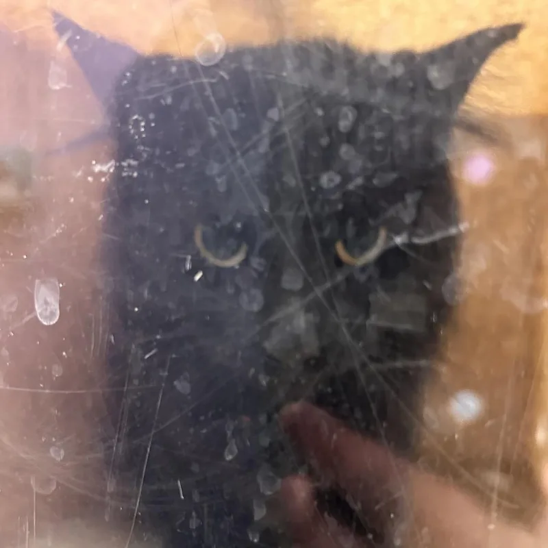 A young medium-sized male Black Domestic Medium Hair cat named Jack for adoption in Cedar Rapids, IA