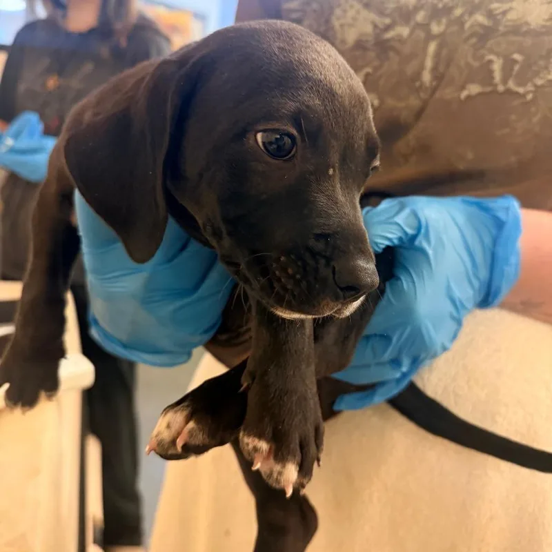 A baby small-sized male Black Mixed Breed dog named Stark for adoption in Corinth, MS