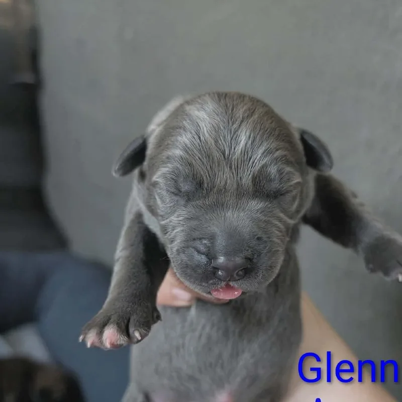 A baby small-sized male Gray / Blue / Silver Mixed Breed dog named Glenn for adoption in Melbourne, KY