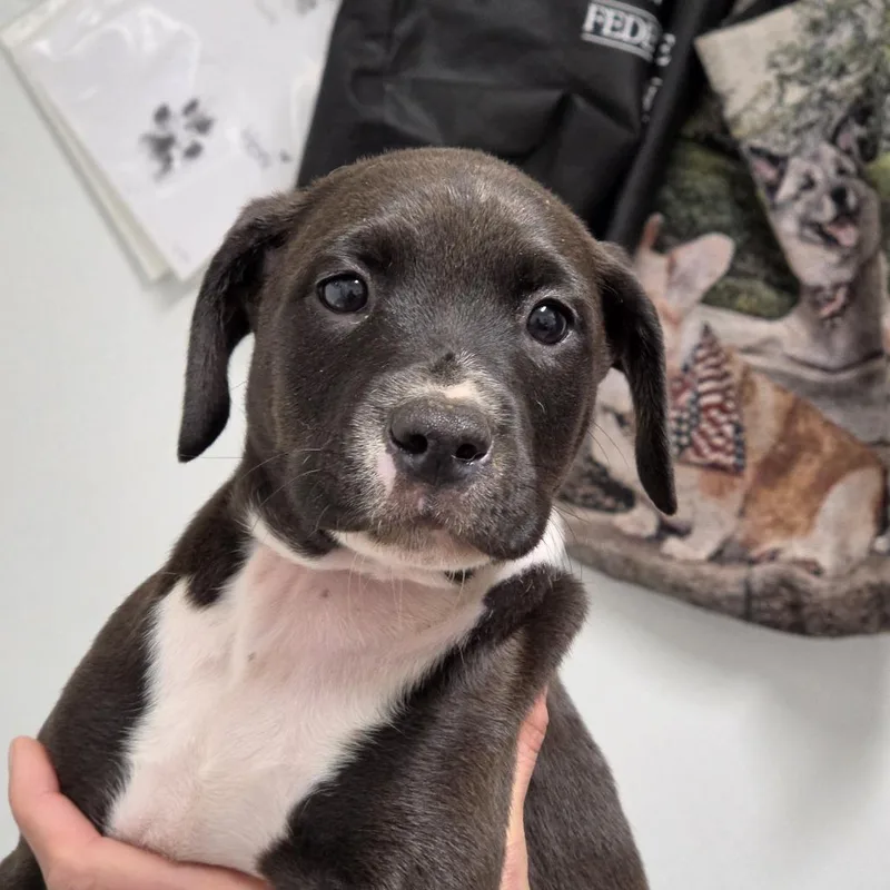 A baby small-sized female Black Mixed Breed dog named Compass for adoption in Troy, IL