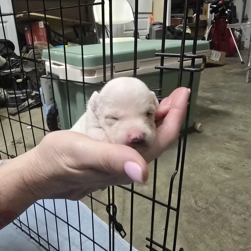 A baby small-sized female White / Cream Chihuahua dog named Stevie for adoption in Brentwood, CA