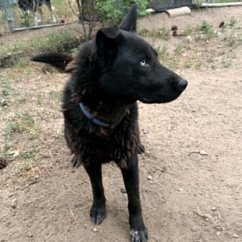 An adult large-sized male Black Labrador Retriever dog named Onyx for adoption in TONASKET, WA