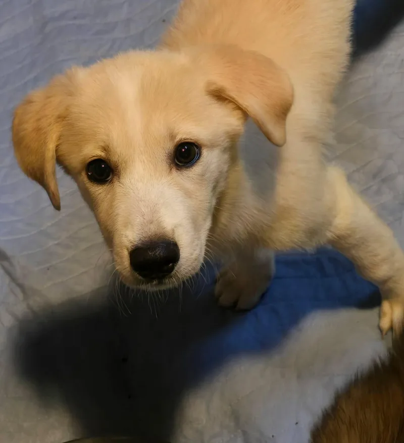A baby large-sized female White / Cream Mixed Breed dog named Reba for adoption in Kenosha, WI