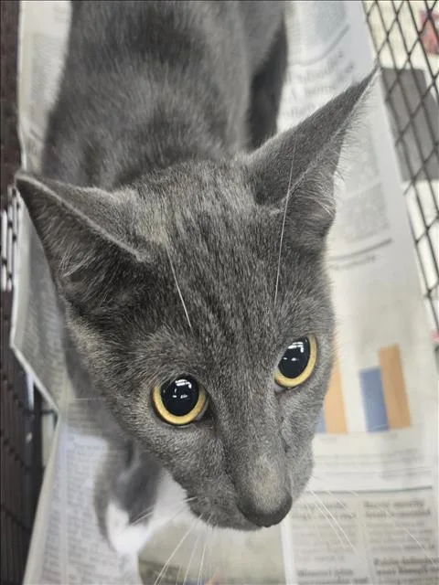 A young large-sized female Domestic Short Hair cat named Sardina for adoption in Los Angeles, CA