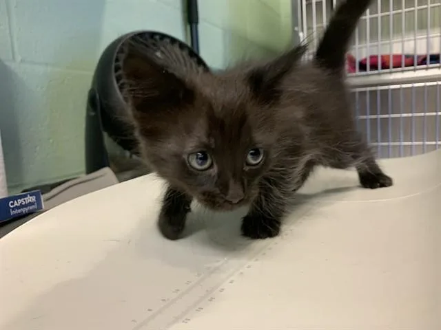 A baby small-sized female Domestic Medium Hair cat named Ivy for adoption in Grand Prairie, TX