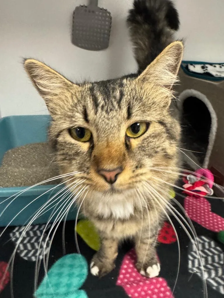 A young medium-sized female Domestic Medium Hair cat named Miss Beaumont for adoption in Gilbert, AZ