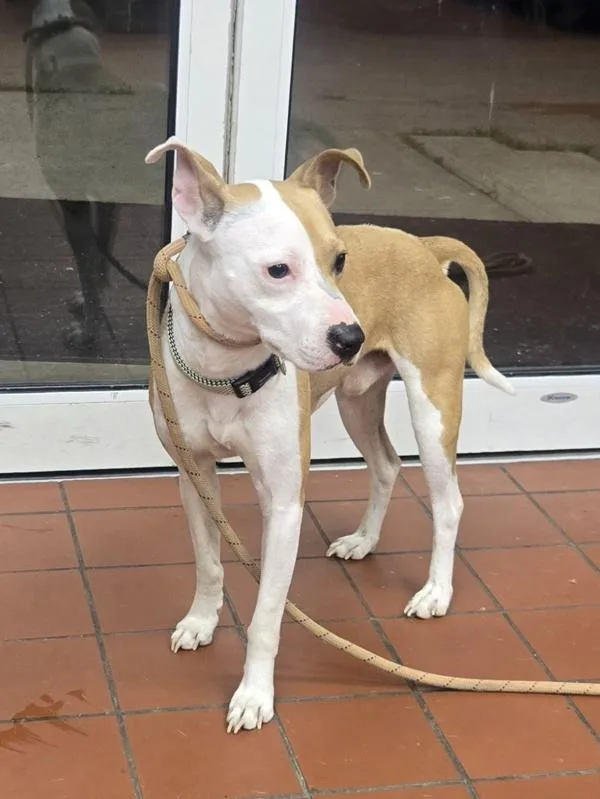 An adult small-sized male Terrier dog named Edwardo for adoption in Salisbury, MD