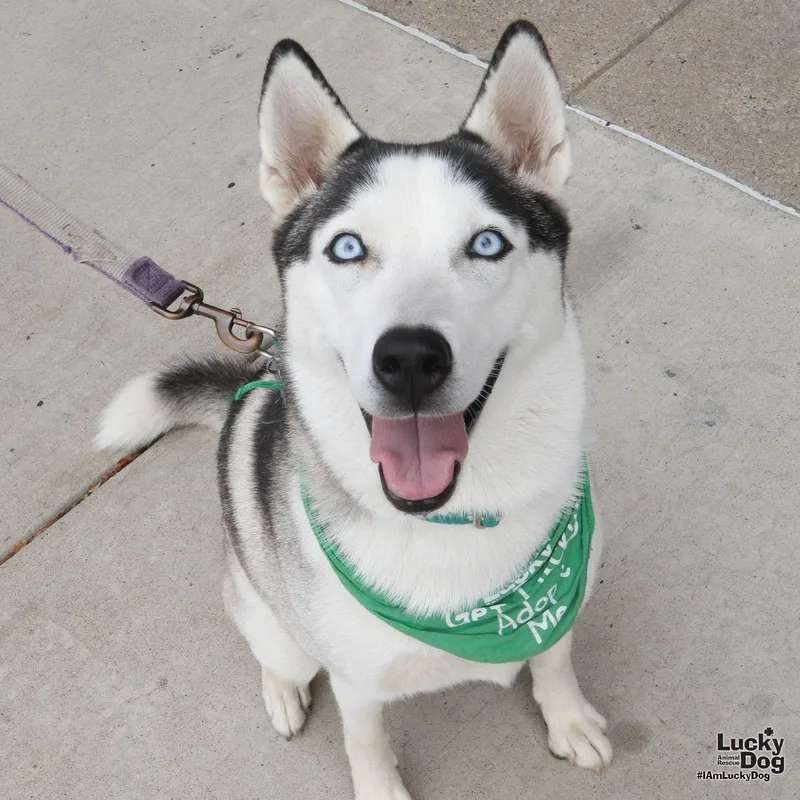 A young large-sized female Husky dog named Luna for adoption in Washington, DC