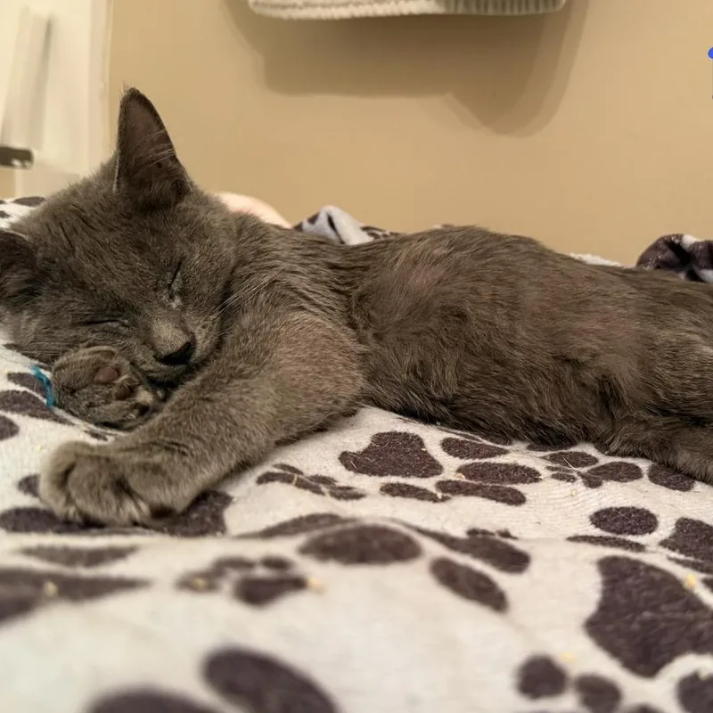 A baby small-sized male Gray / Blue / Silver Domestic Short Hair cat named Silas for adoption in Long Beach, CA
