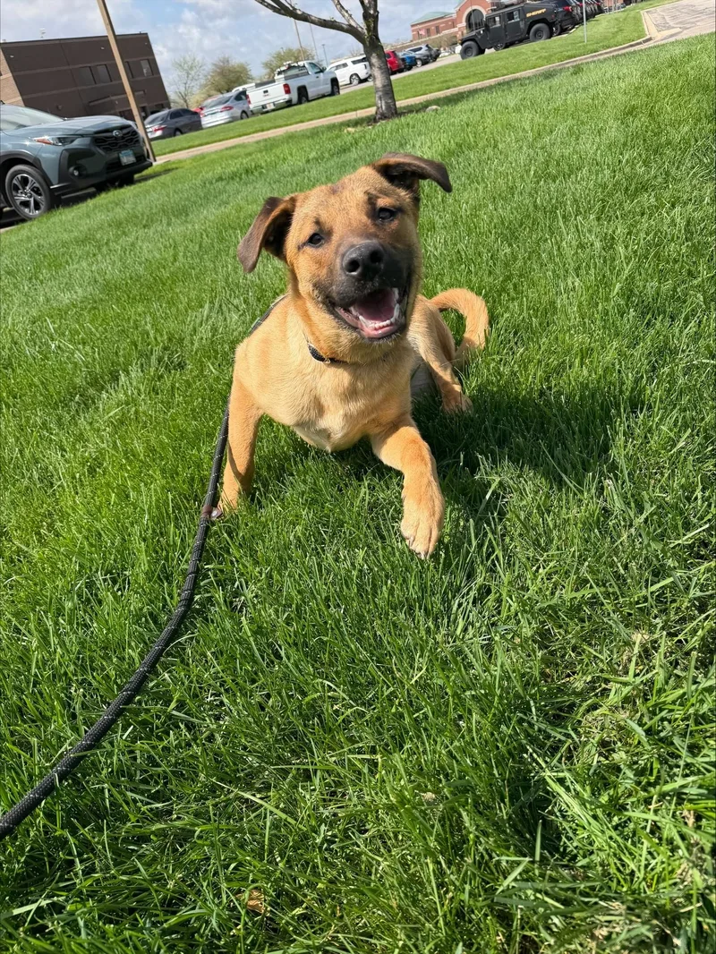 A young medium-sized male Apricot / Beige Mixed Breed dog named Pb for adoption in Yorkville, IL