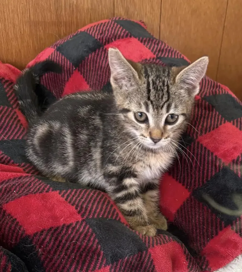 A baby small-sized female Brown / Chocolate Domestic Short Hair cat named Tulip for adoption in La Jolla, CA
