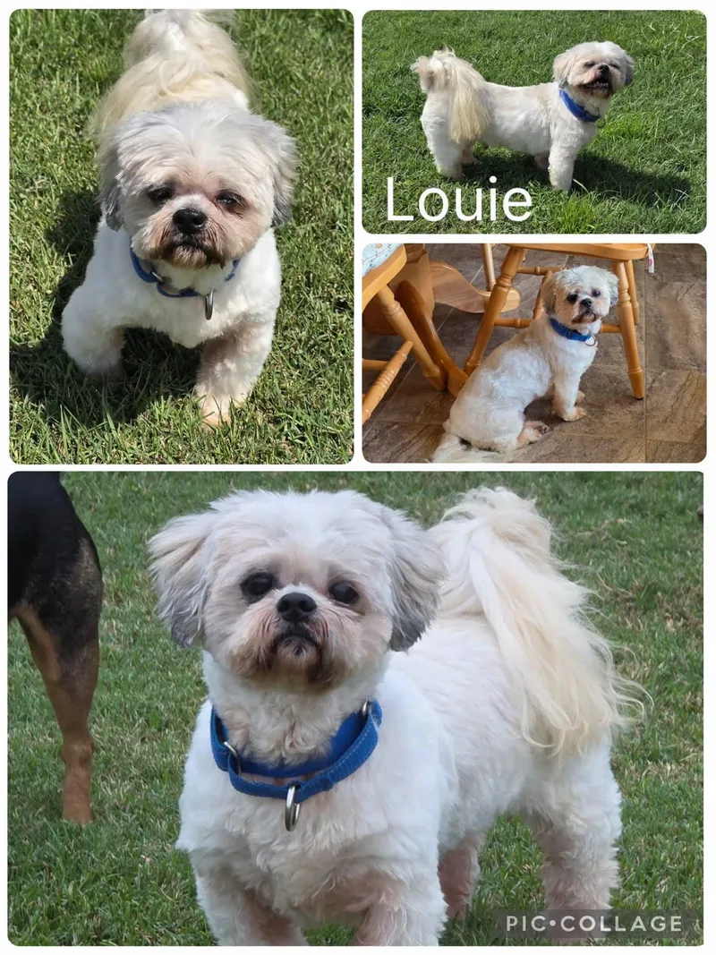 A senior small-sized male Lhasa Apso dog named Louie for adoption in Enterprise, AL