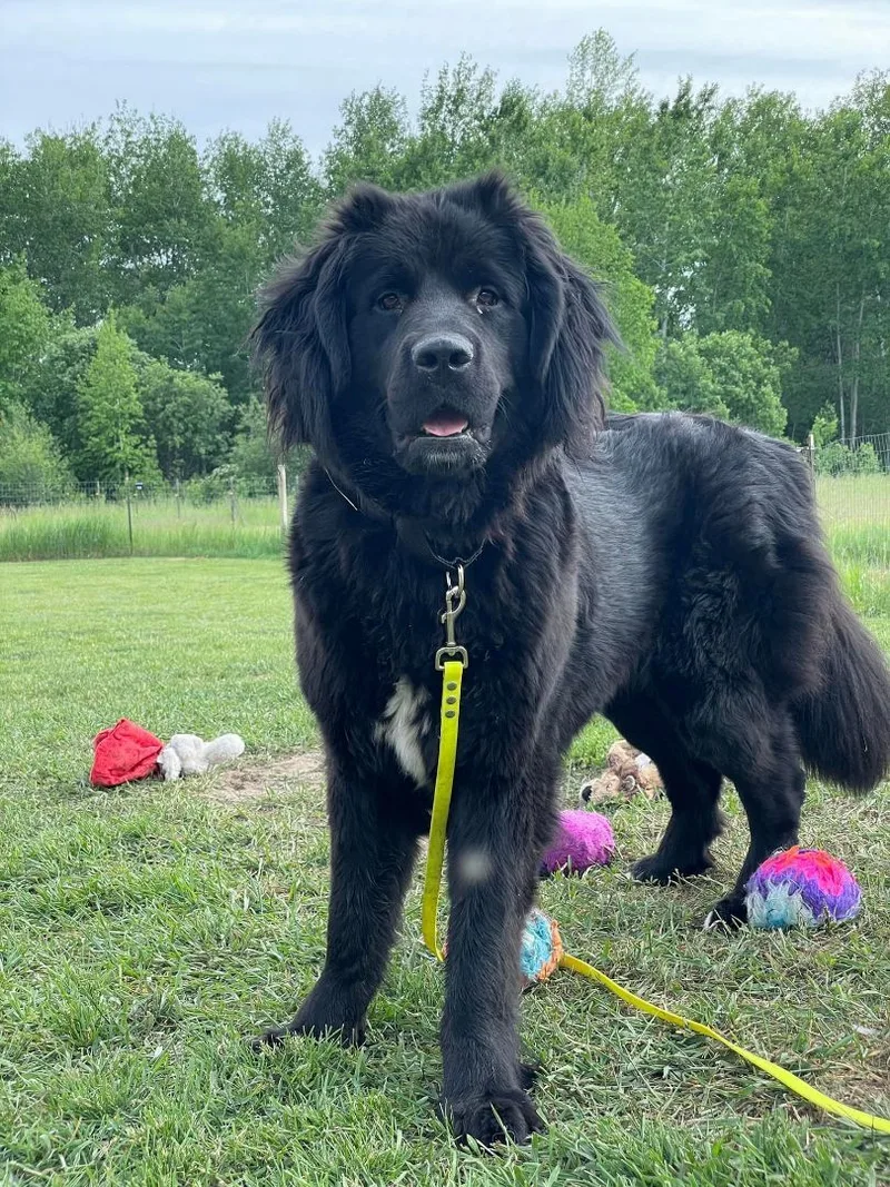 An adult large-sized female Black Newfoundland Dog dog named Abby for adoption in North Branch, MN