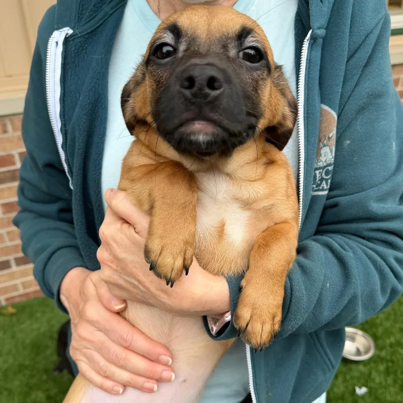 A baby small-sized female Brown / Chocolate Mixed Breed dog named Tuna for adoption in Naperville, IL