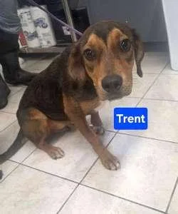 A young medium-sized male Black Beagle dog named Trent for adoption in Sudbury, MA