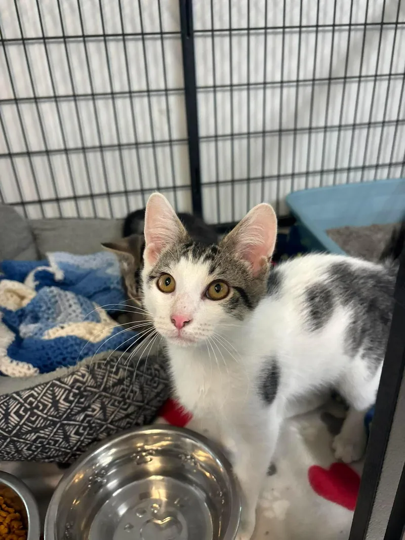 A baby medium-sized male White Domestic Short Hair cat named Cedar for adoption in Lock Haven, PA