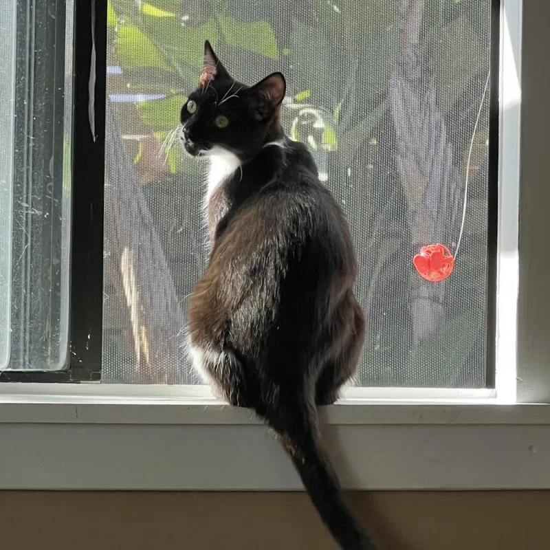 Couch Potato thumbnail 3