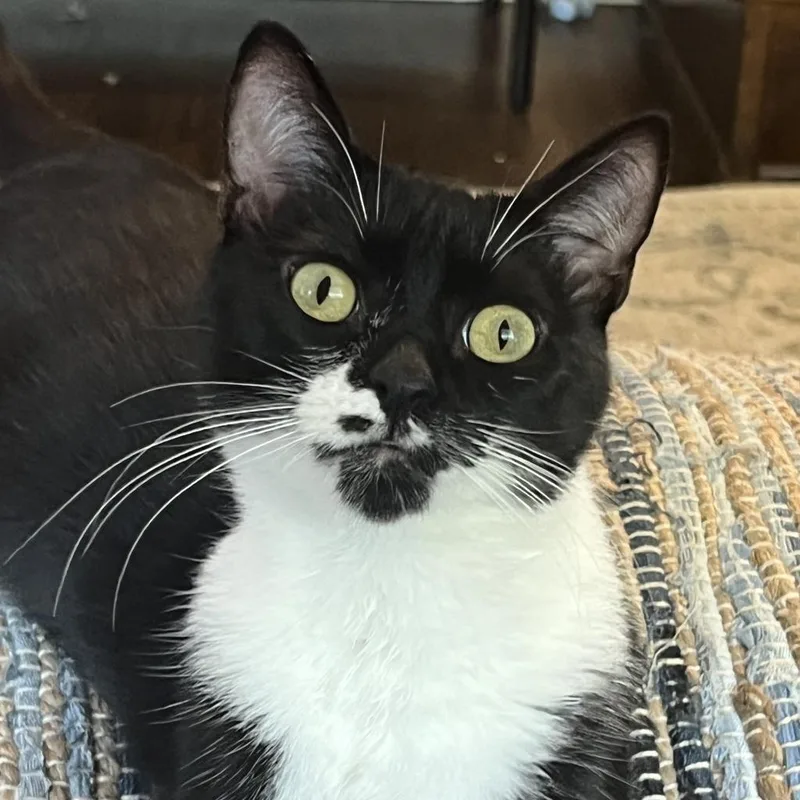 Couch Potato thumbnail 4