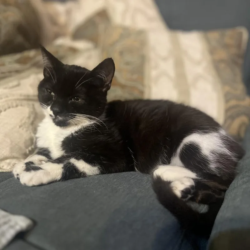 Couch Potato thumbnail 5