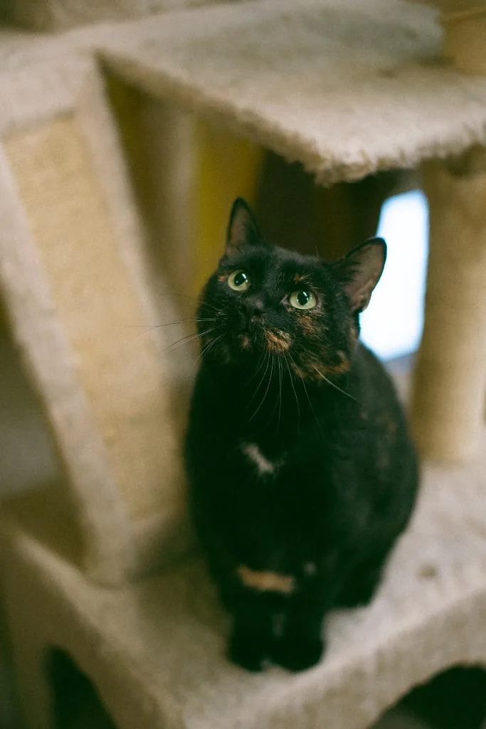 A senior large-sized female Domestic Short Hair cat named Tucker for adoption in Thayne, WY