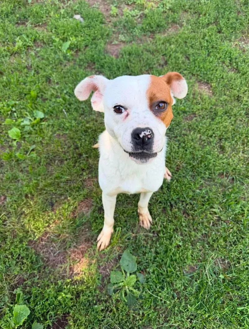 A baby medium-sized male Pit Bull Terrier dog named Steve for adoption in Duluth, MN