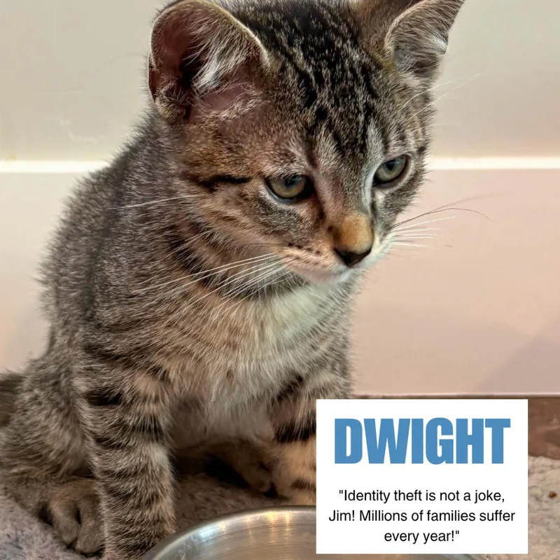 A baby small-sized male Gray / Blue / Silver Domestic Short Hair cat named Dwight Swenson for adoption in Eagle Mountain, UT