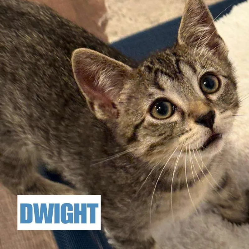 Dwight Swenson thumbnail 2