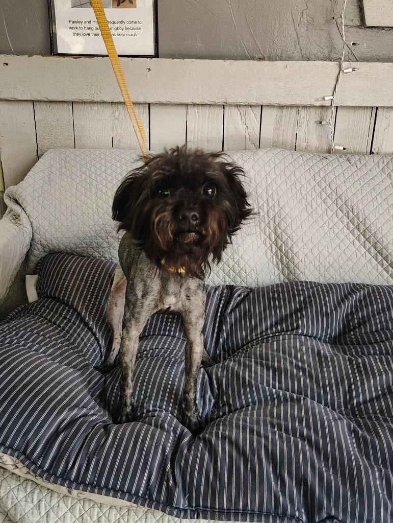 A young small-sized female Shih Tzu dog named Muffin for adoption in Fort Worth, TX