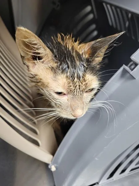 A young small-sized female Domestic Short Hair cat named Sf for adoption in Lawrenceville, GA