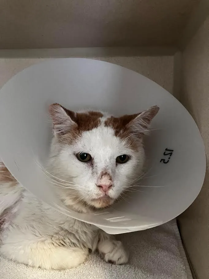 An adult medium-sized male Domestic Medium Hair cat named Callahan for adoption in Los Angeles, CA