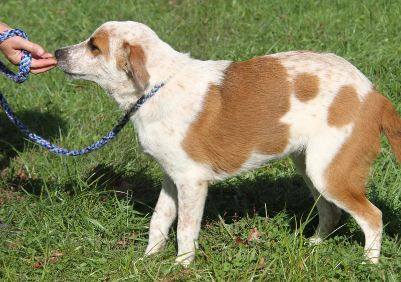 A young medium-sized male White / Cream Cattle Dog dog named Carlos for adoption in Marietta, OH