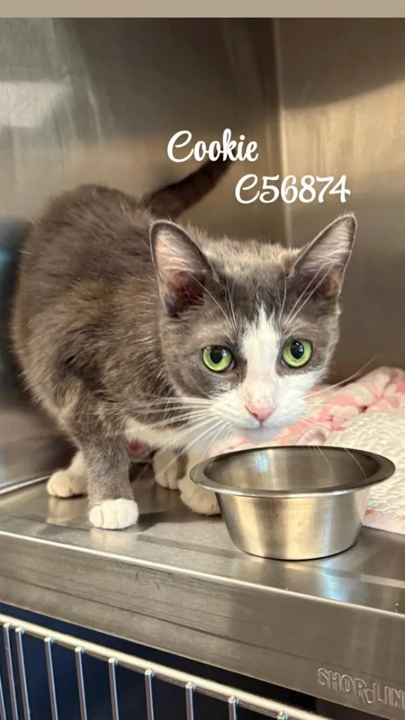 A young medium-sized female Domestic Short Hair cat named Cookie for adoption in Clarksville, TN