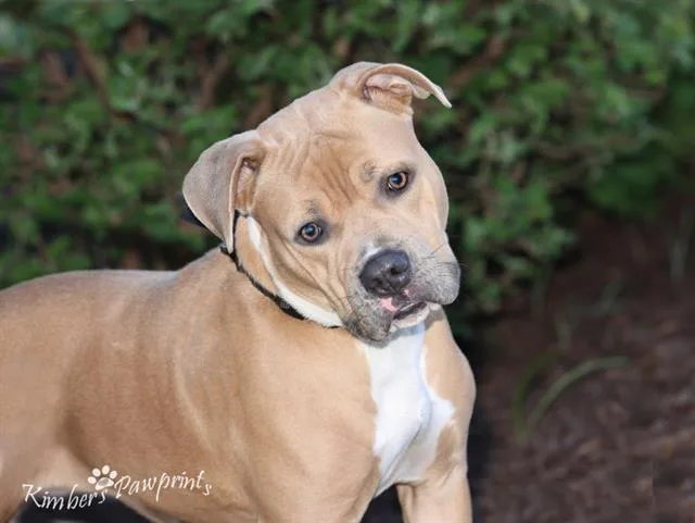 A young large-sized male American Bulldog dog named Beast for adoption in Omaha, NE
