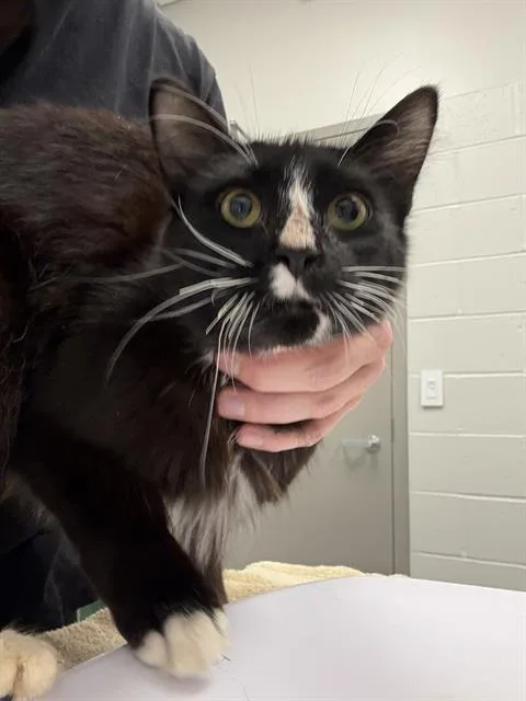 A young small-sized male Domestic Short Hair cat named Floyd for adoption in Indianapolis, IN